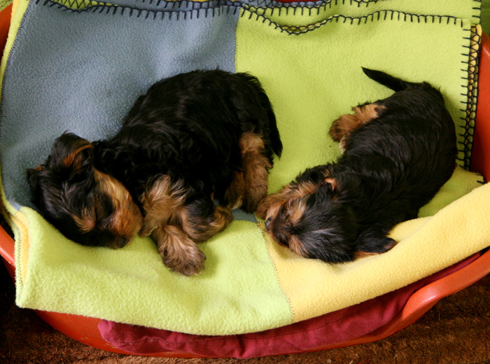 短信连环呼叫软件