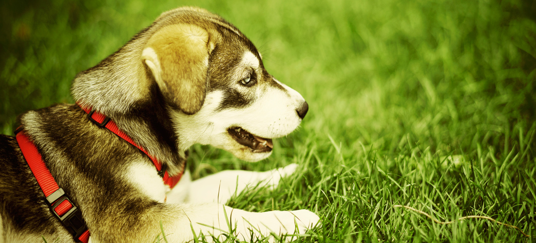 无限循环呼叫手机号软件