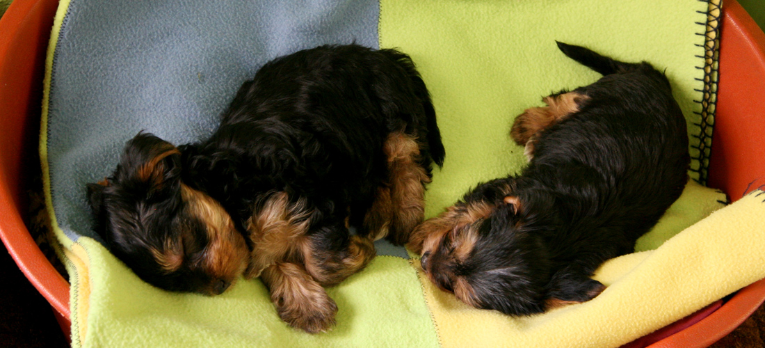 短信电话云轰炸